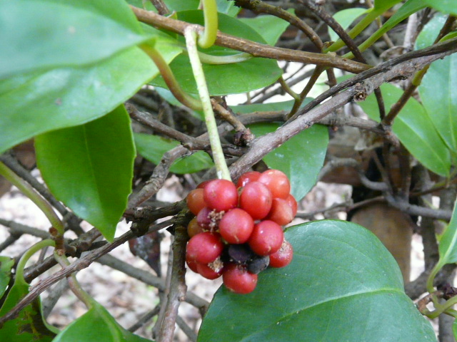e0145782_1731250.jpg
