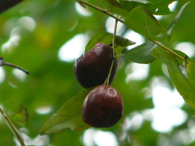 e0145782_1733152.jpg