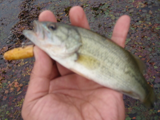 c0023804_16442079.jpg