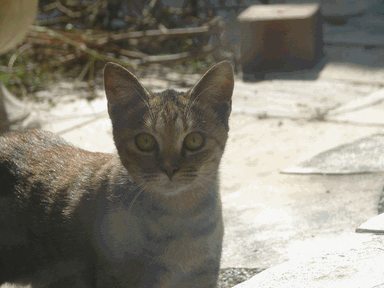 c0136736_17251443.gif