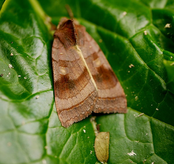 d0091754_1285466.jpg