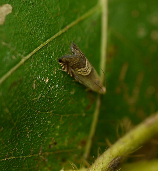 d0091754_222676.jpg