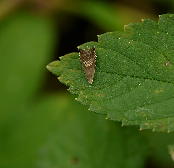 d0091754_291128.jpg