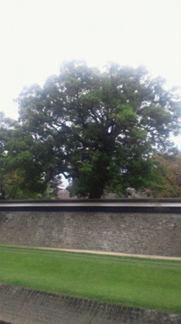 f0054677_852896.jpg