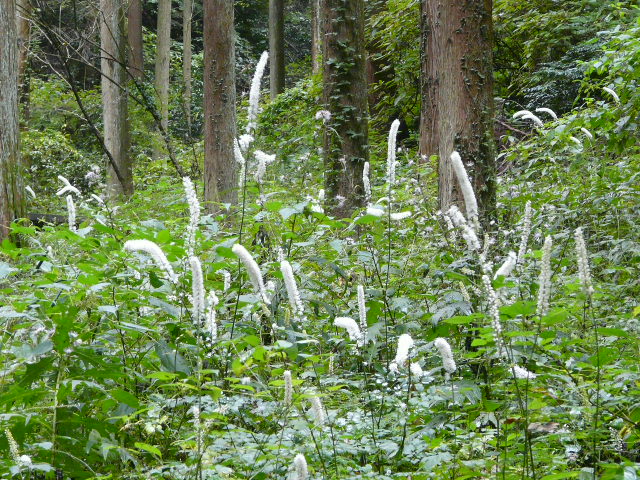 e0145782_10293547.jpg