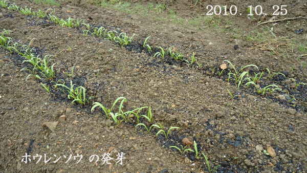 d0122497_11244437.jpg