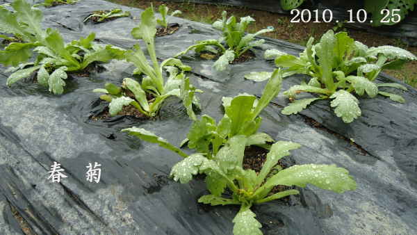 d0122497_11284884.jpg
