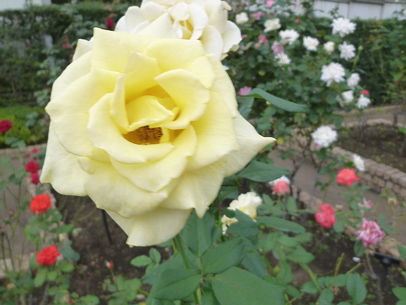 c0138198_17254827.jpg