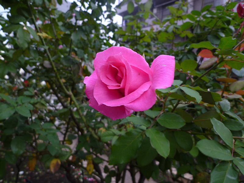 c0138198_17262672.jpg