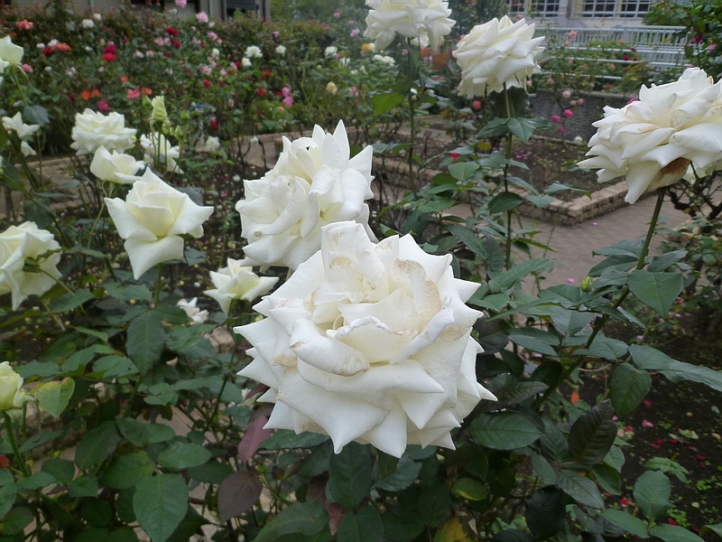 c0138198_1728526.jpg