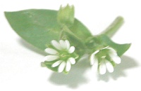 c0074000_22242581.jpg