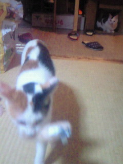 b0054904_226482.jpg