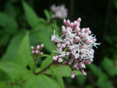 b0061107_7582750.jpg