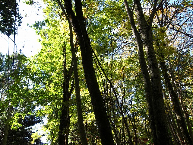 e0192217_11543284.jpg