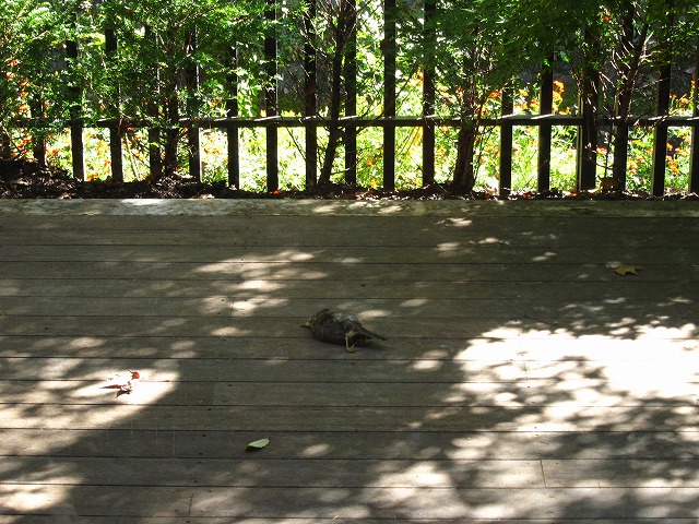 e0192217_12125254.jpg