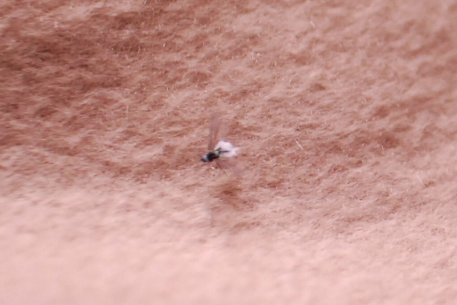 d0181723_9444338.jpg