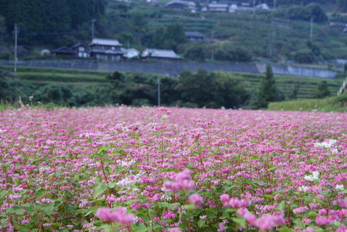 f0045956_17223750.jpg