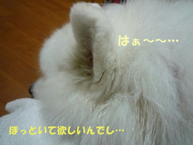 e0176159_1455031.jpg