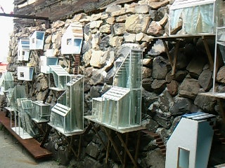 f0142668_1241543.jpg