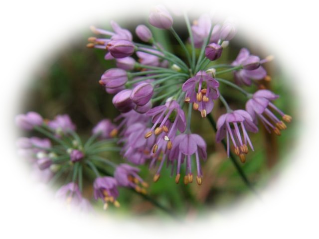 c0042869_14331828.jpg