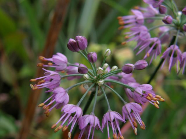 c0042869_14411318.jpg