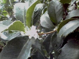 b0134673_1994592.jpg