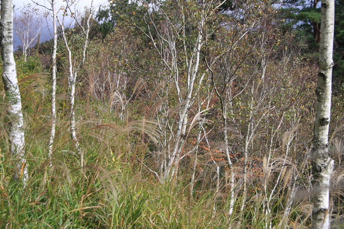 e0024081_15595472.jpg