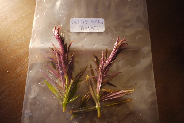 c0225297_248774.jpg