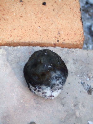 e0040515_70115.jpg