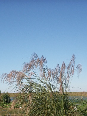 a0053420_1821534.jpg