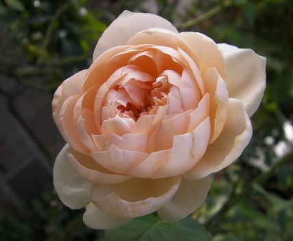 c0204121_15464394.jpg