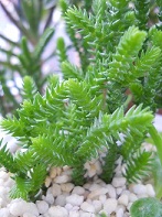 e0156222_2346044.jpg