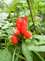 e0156222_2350315.jpg