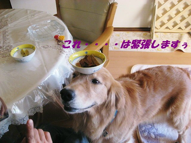 a0149240_15334910.jpg
