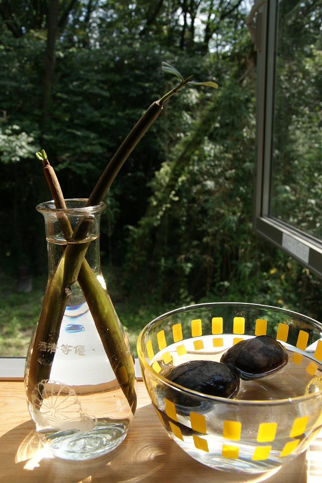 e0173145_2001429.jpg