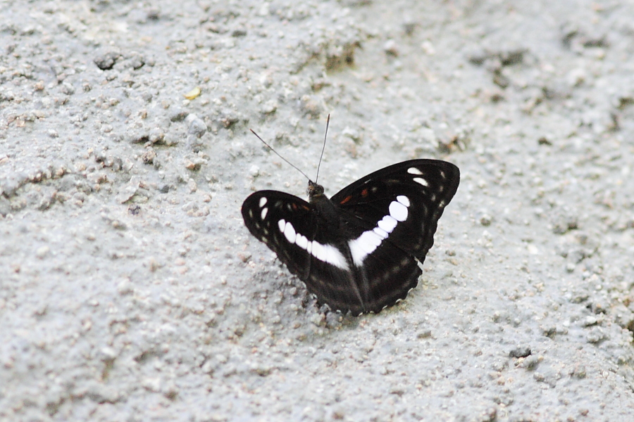 a0094850_14524750.jpg
