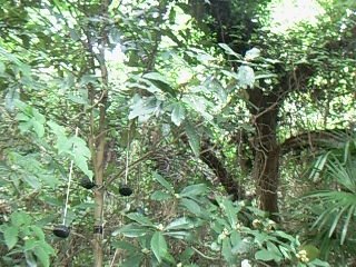 f0142668_6214016.jpg