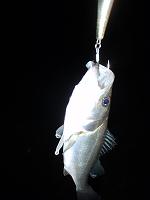 f0069890_110398.jpg
