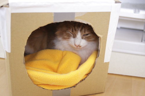 俺に似合わないぞ ダンボールハウスにおさまる琥珀