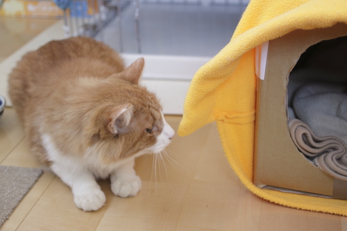 それだけか? 横からみていた琥珀