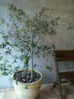 d0170799_0331749.jpg