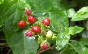 c0204121_98918.jpg