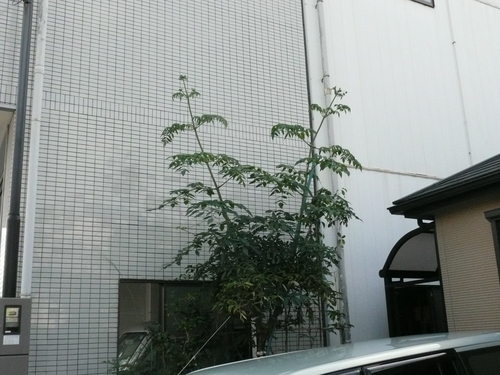 e0033229_20251483.jpg