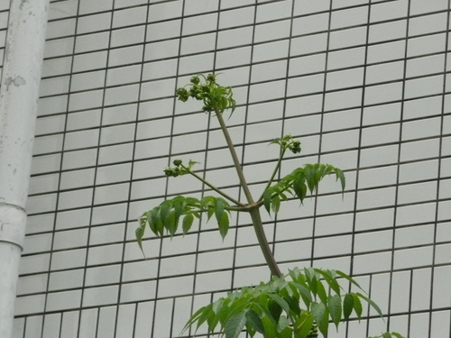 e0033229_2027225.jpg