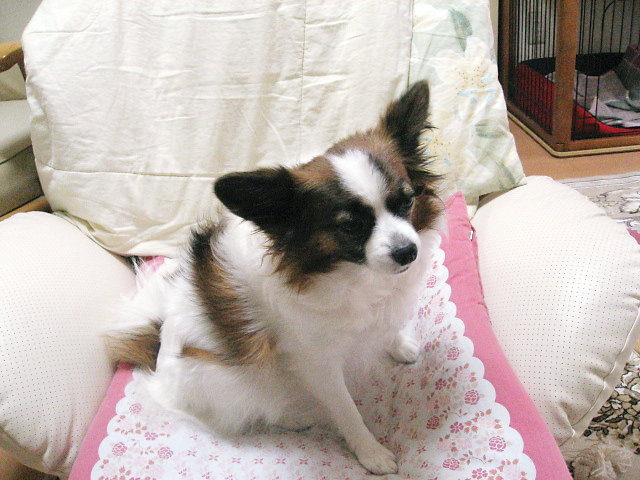 a0149240_848517.jpg