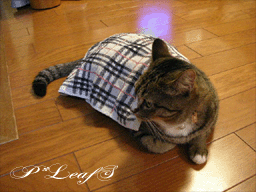 c0176651_23225151.gif