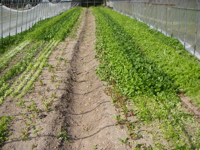 e0181260_20294983.jpg