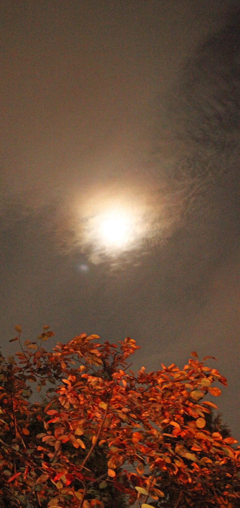b0142688_843217.jpg
