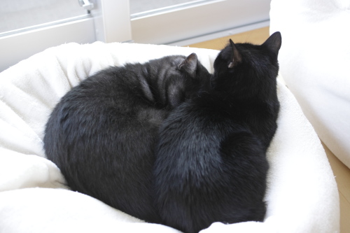 あんこ2倍! 黒黒まんじゅう
