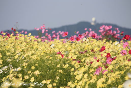 d0001008_552433.jpg